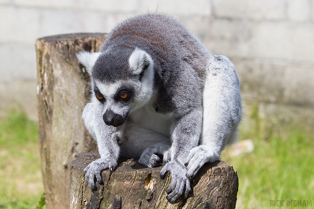 Ring-tailed Lemur