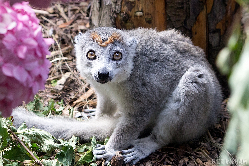 Crowned Lemur