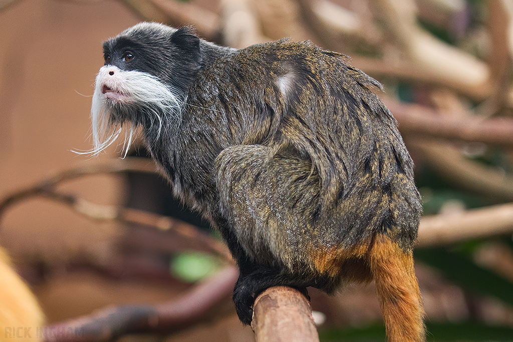 Emperor Tamarin