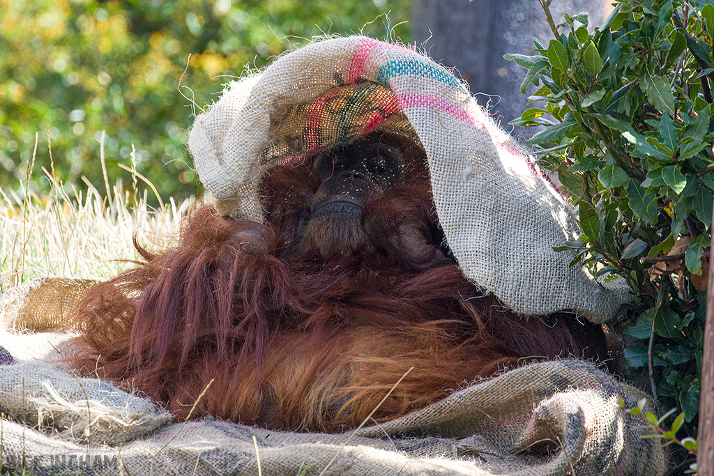 Orangutan | Female