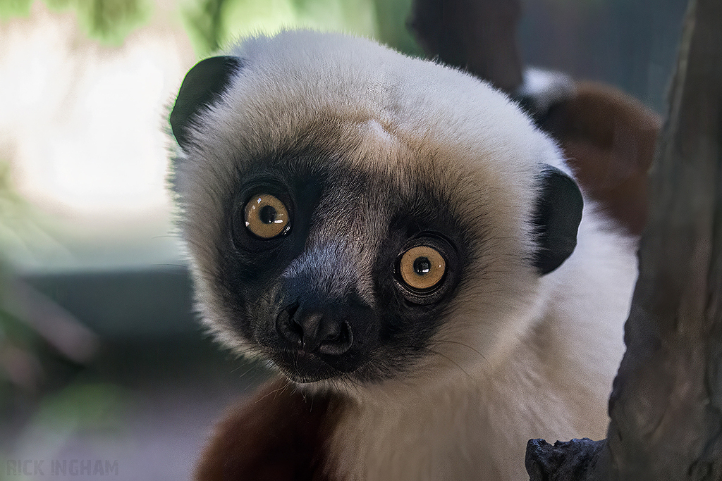Coquerel's Sifaka