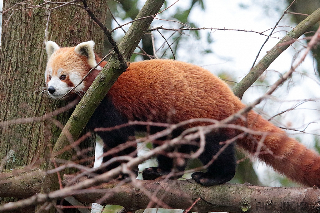 Red Panda