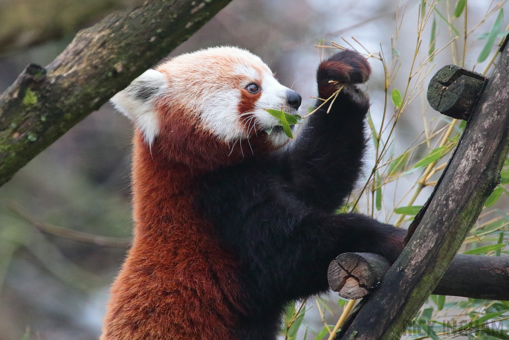 Red Panda