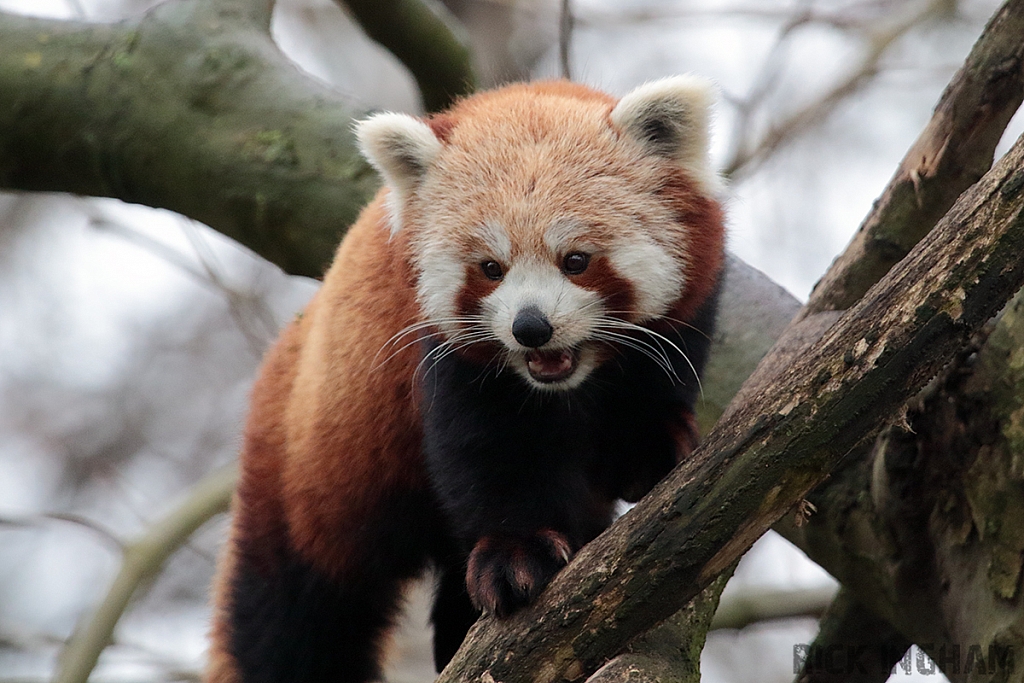 Red Panda