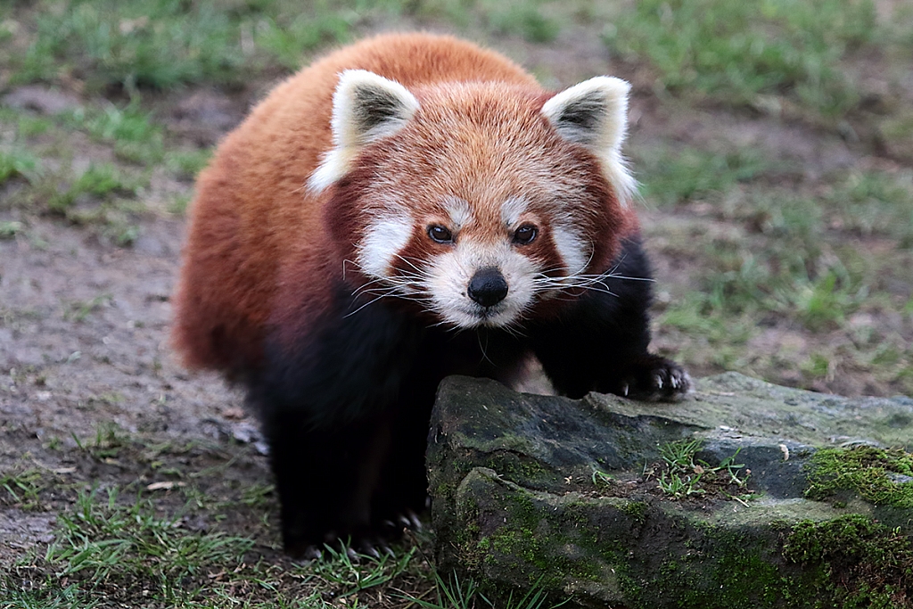 Red Panda