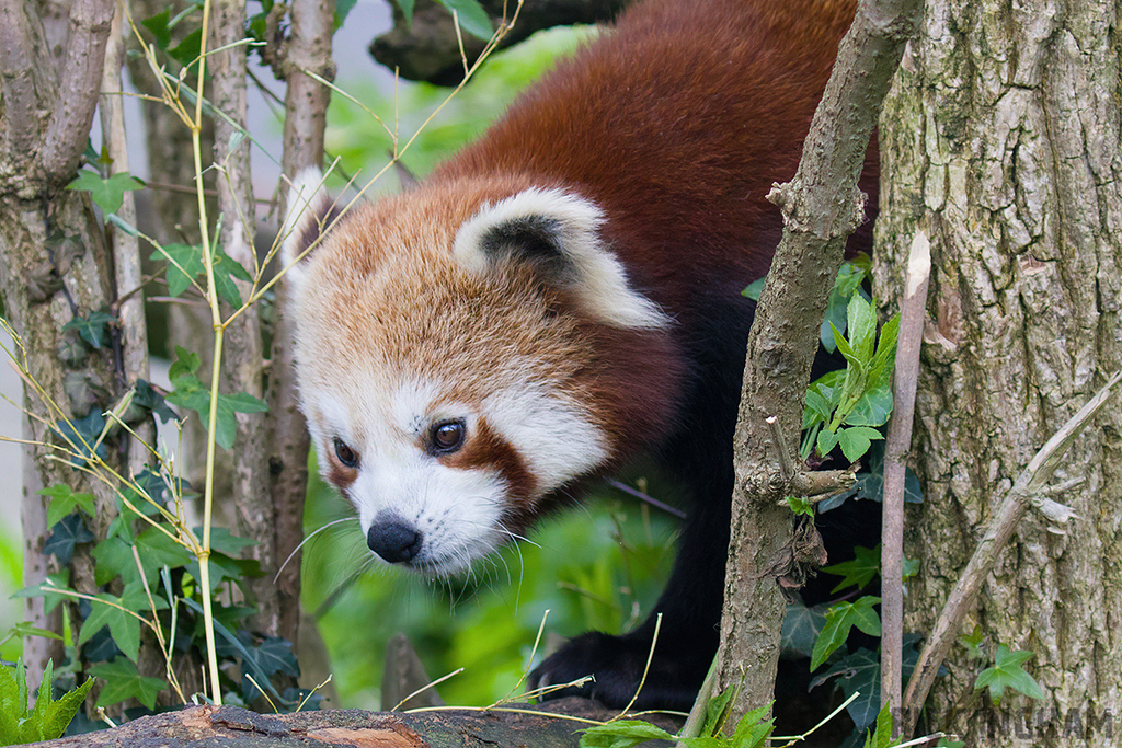 Red Panda