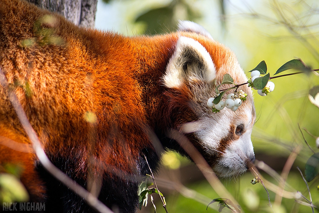 Red Panda