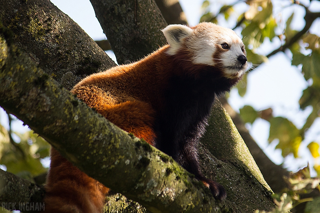 Red Panda