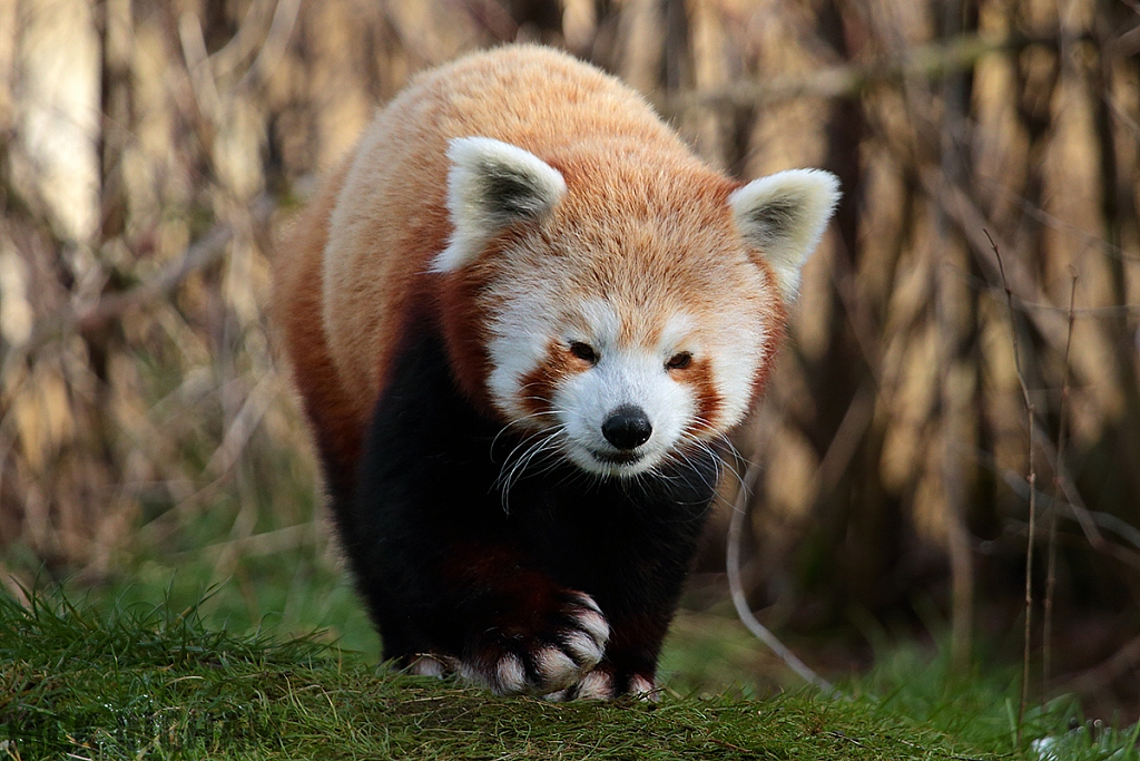 Red Panda