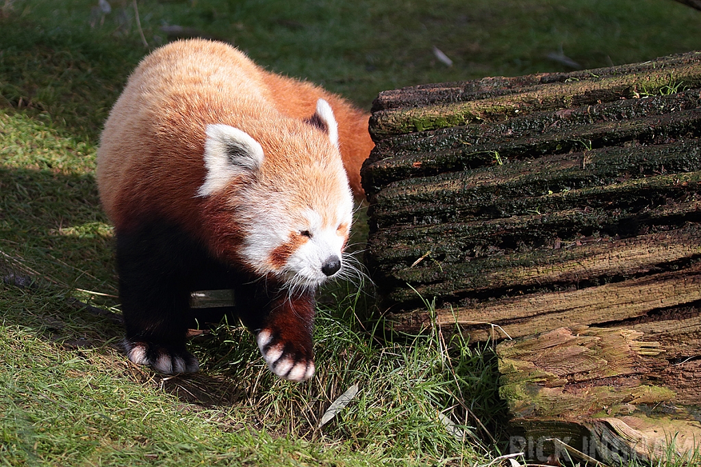 Red Panda