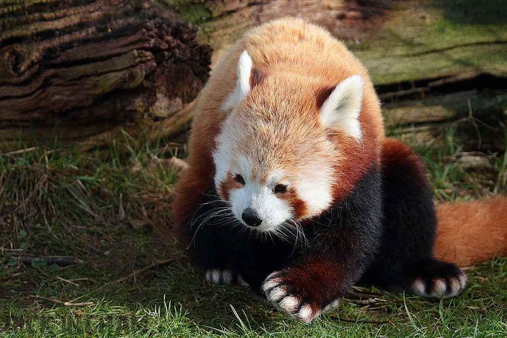 Red Panda