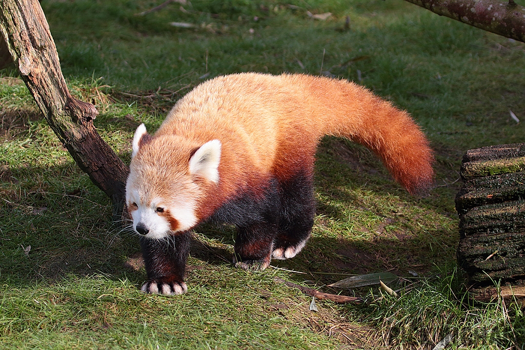 Red Panda