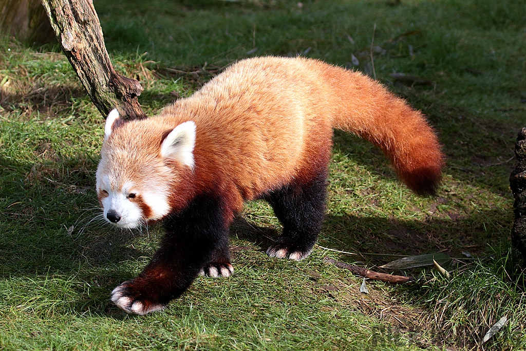 Red Panda