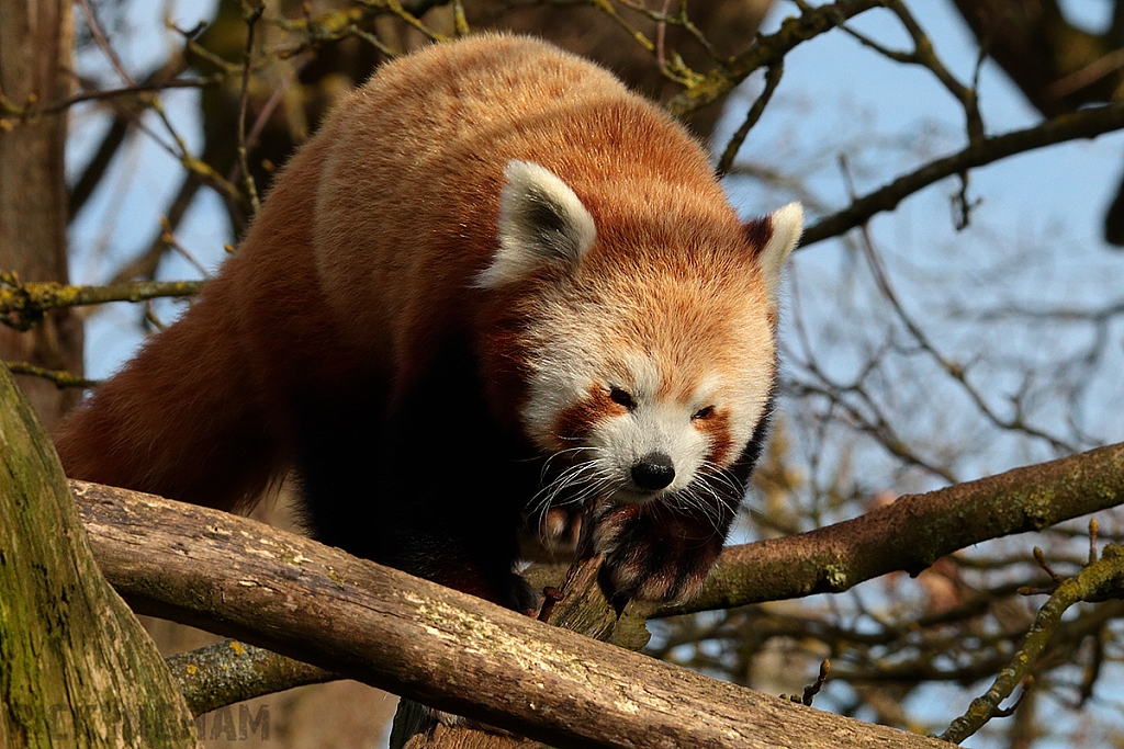 Red Panda