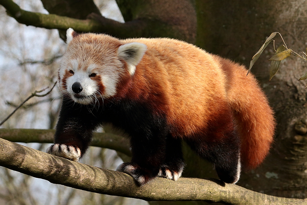 Red Panda