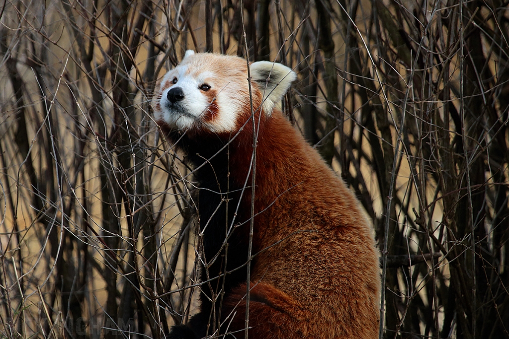 Red Panda