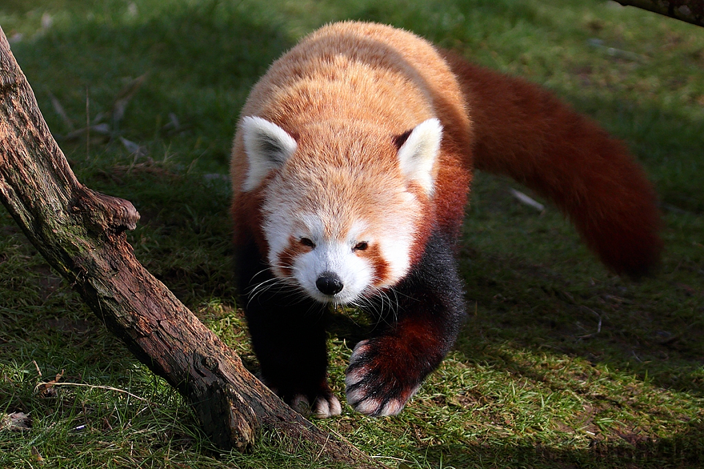 Red Panda