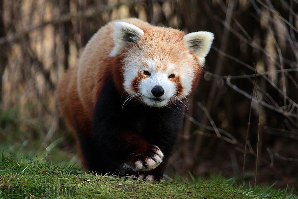 Red Panda