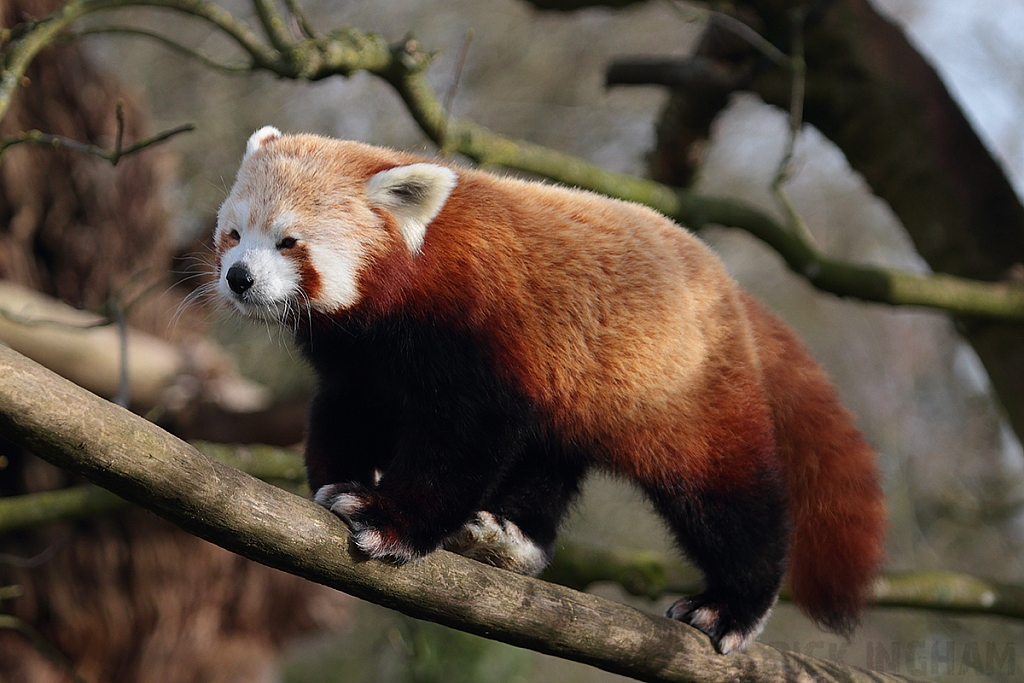 Red Panda