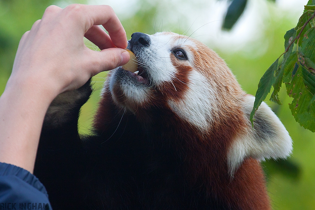 Red Panda