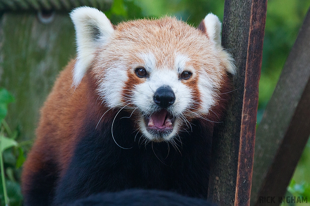 Red Panda