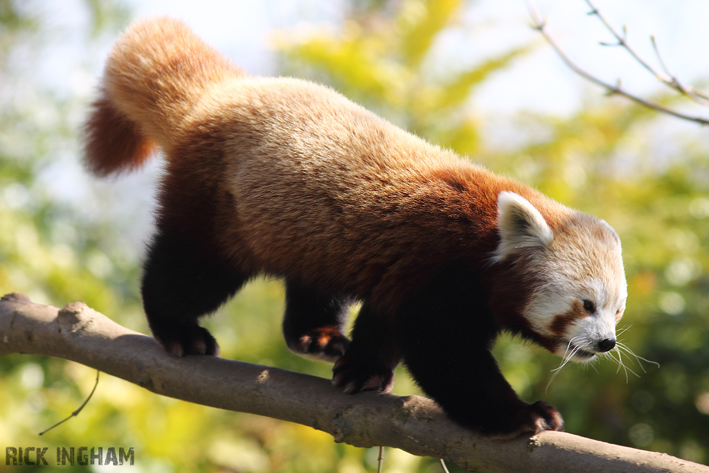 Red Panda