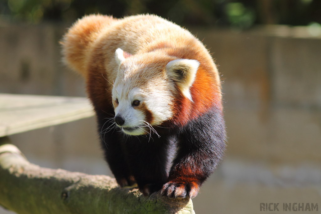 Red Panda