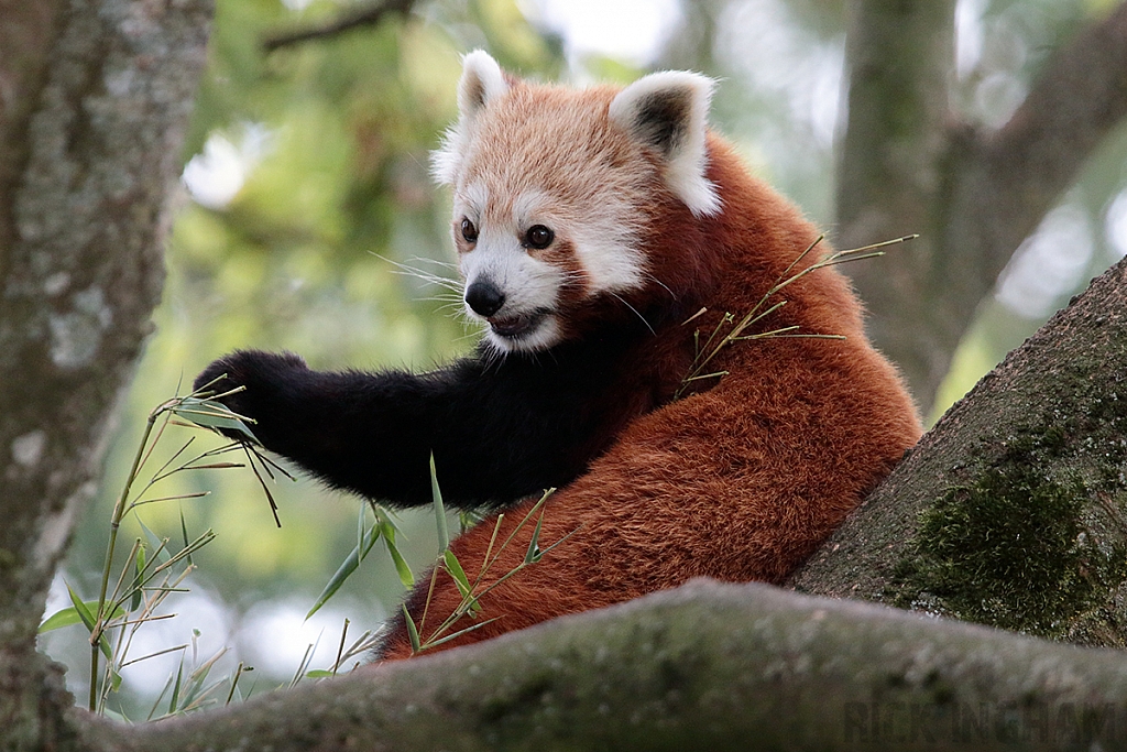 Red Panda