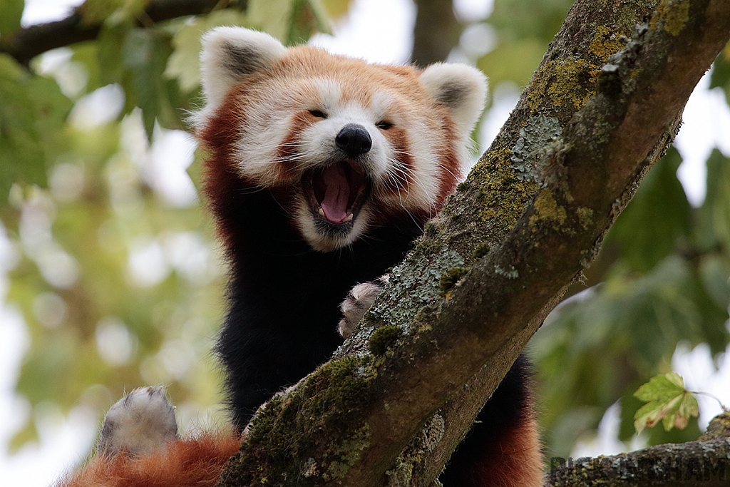 Red Panda