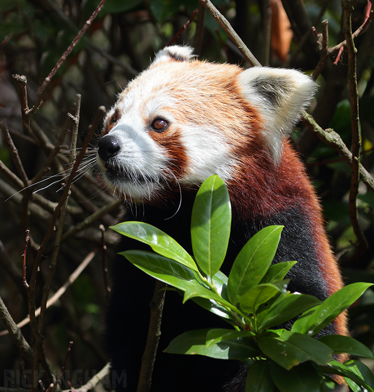 Red Panda