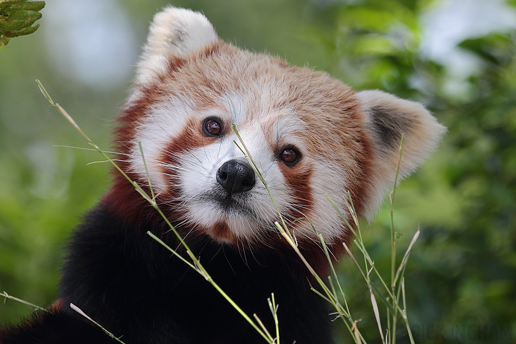 Red Panda