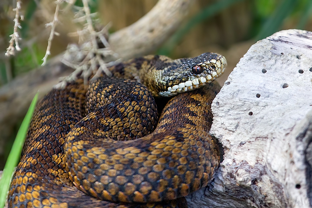 Adder