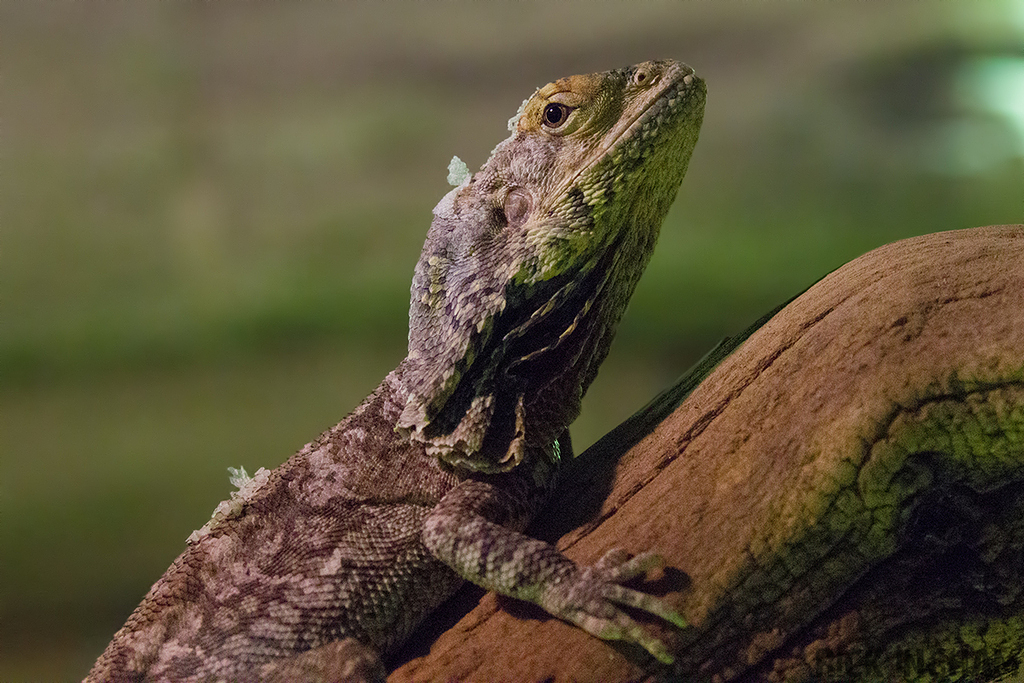 Frilled Dragon Lizard