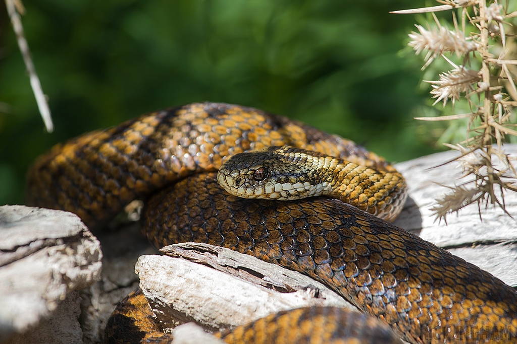 Adder