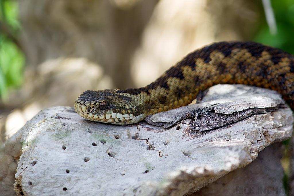 Adder