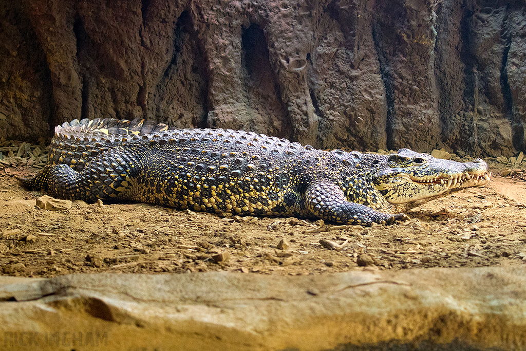 Cuban Crocodile