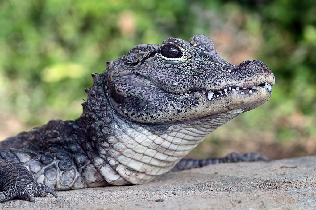 Chinese Alligator