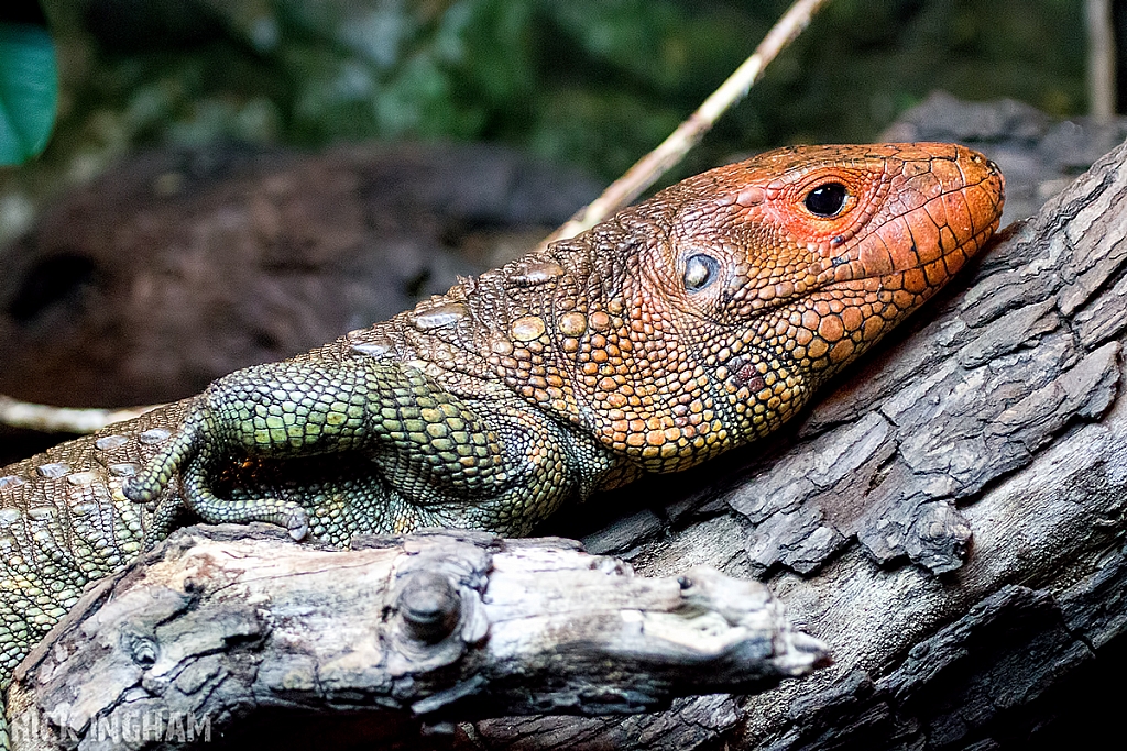 Caiman Lizard