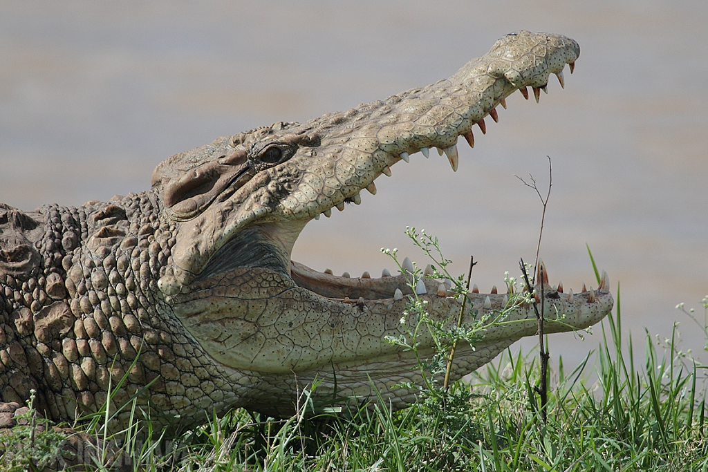 Crocodile