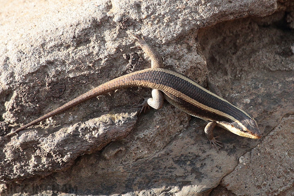 Striped Skink