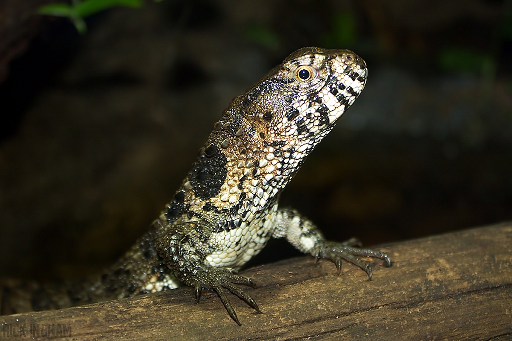 Chinese Crocodile Lizard