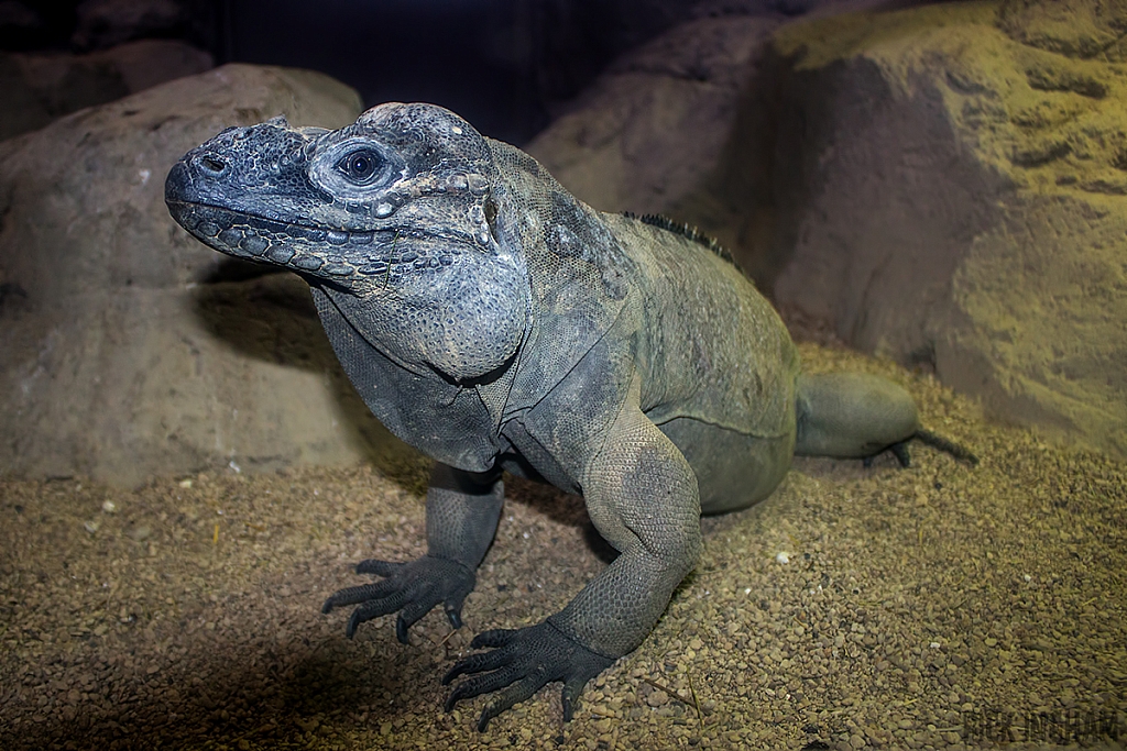 Rhinoceros Iguana