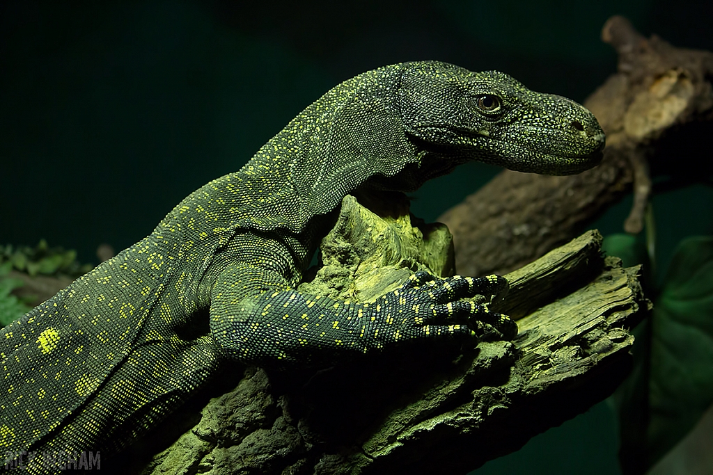 Crocodile Monitor