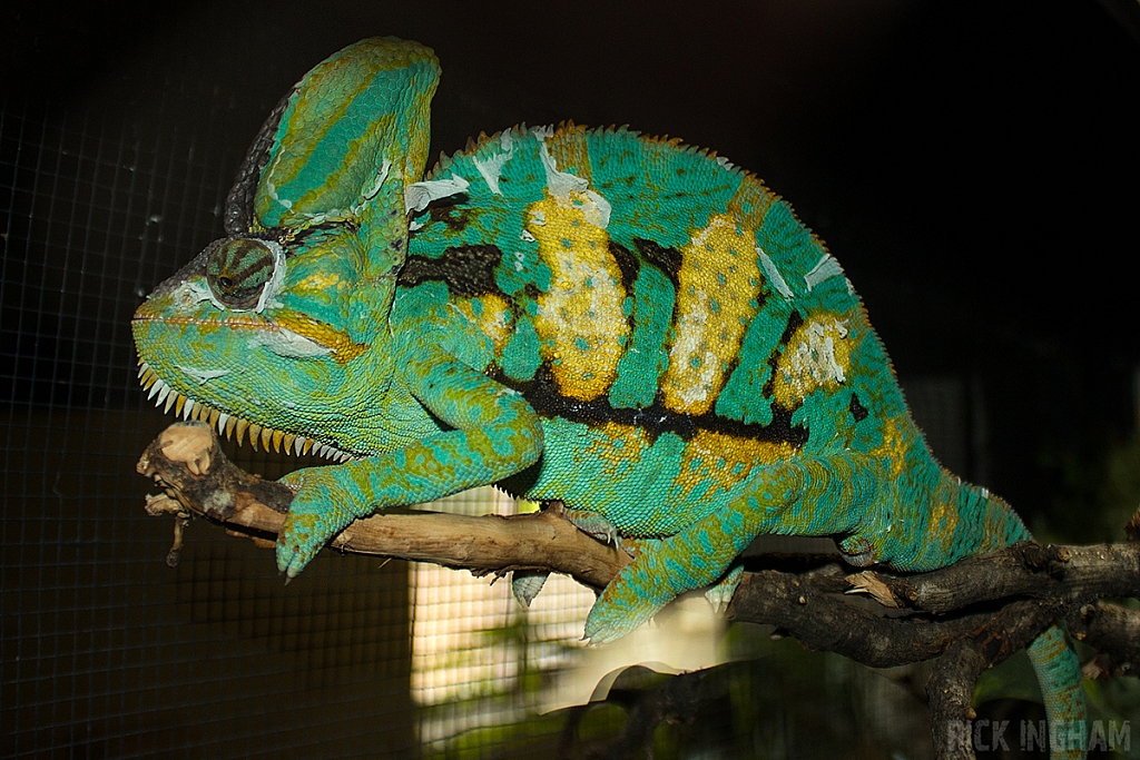 Yemen Chameleon