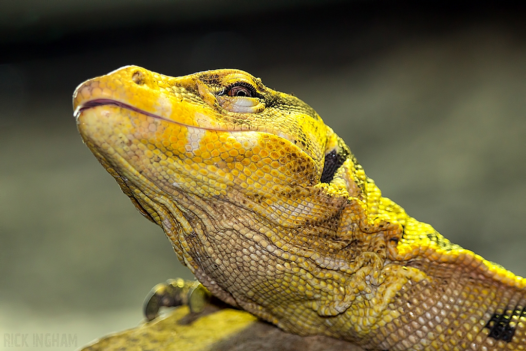 Philippine Water Monitor