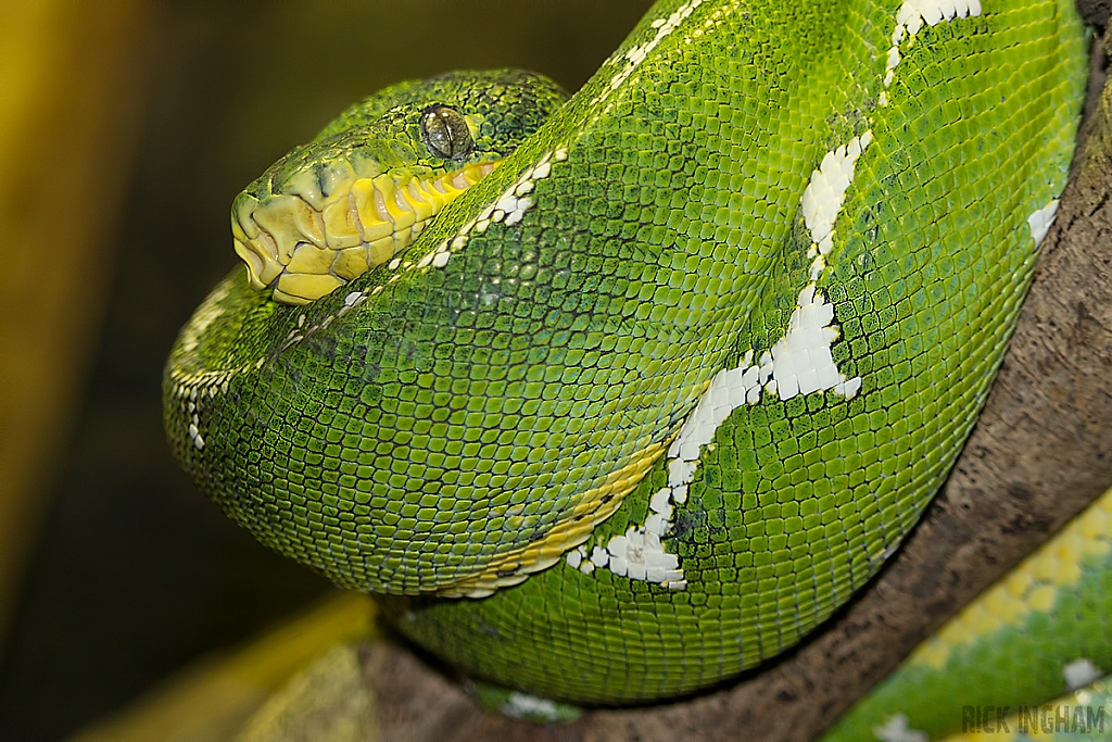 Emerald Tree Boa