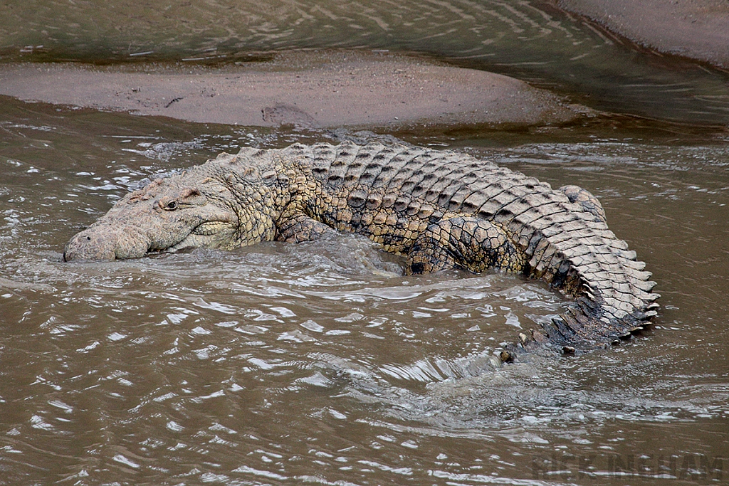 Crocodile