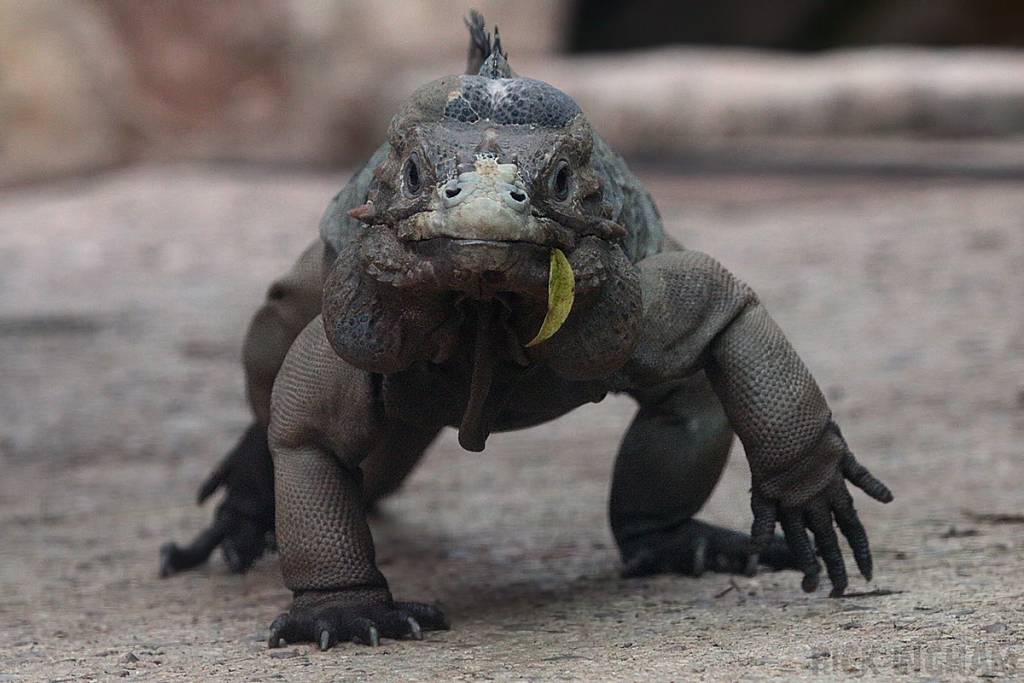 Hispaniolan Rhinoceros Iguana