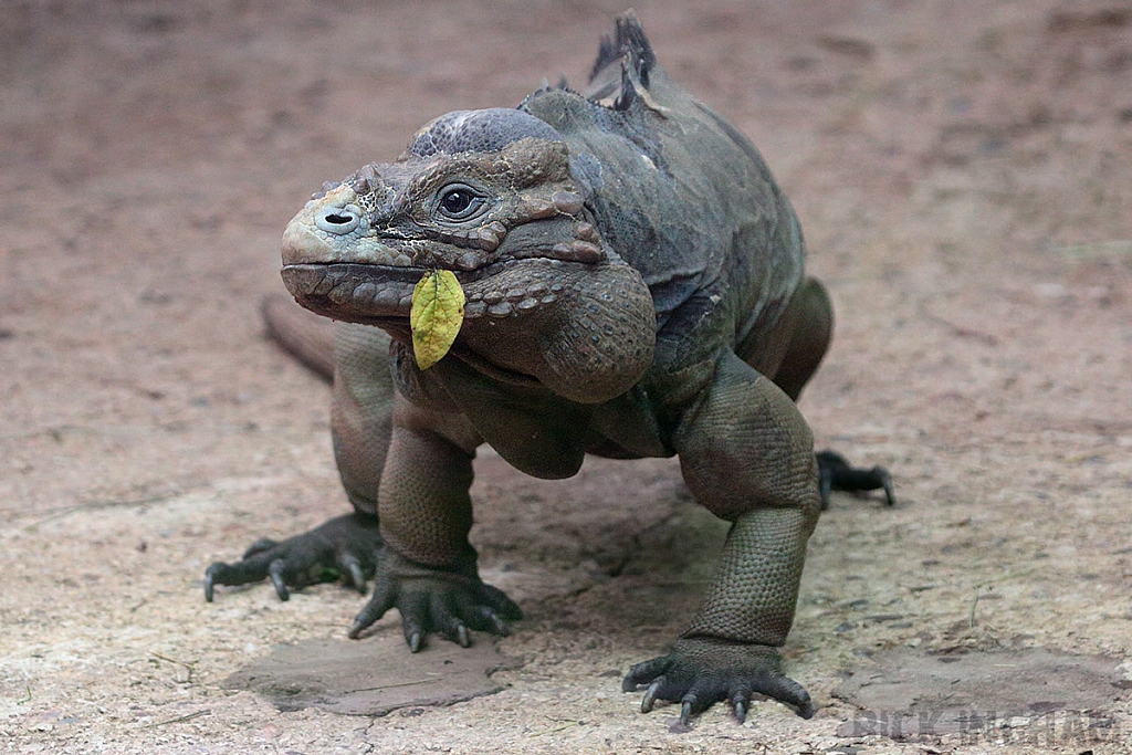 Hispaniolan Rhinoceros Iguana