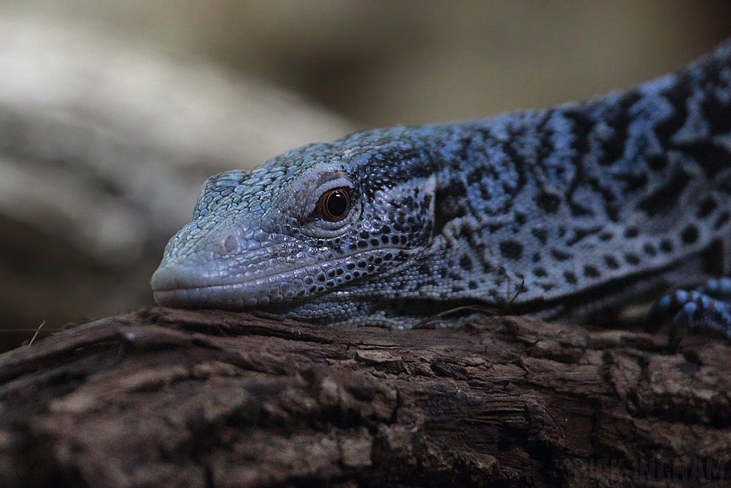 Blue Tree Monitor